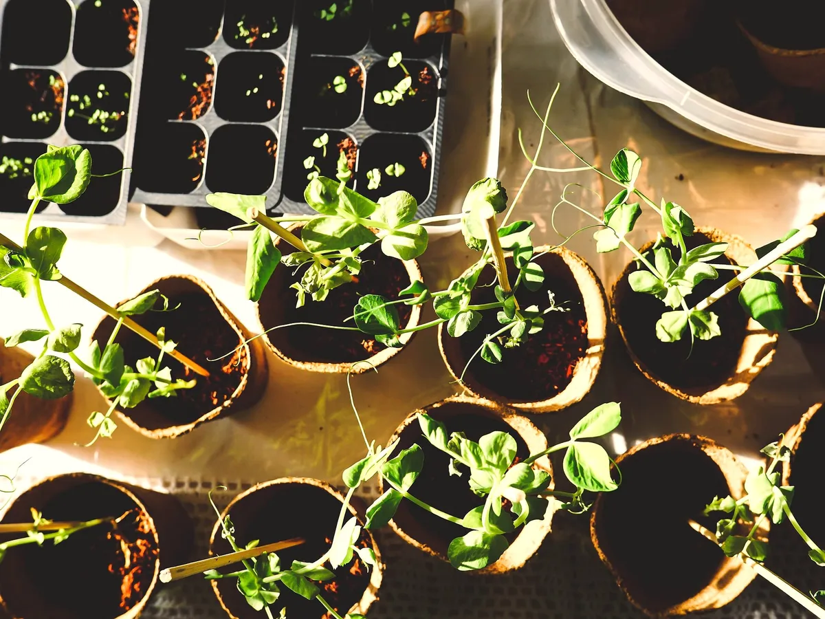 Young vegetable plants growing in the garden.